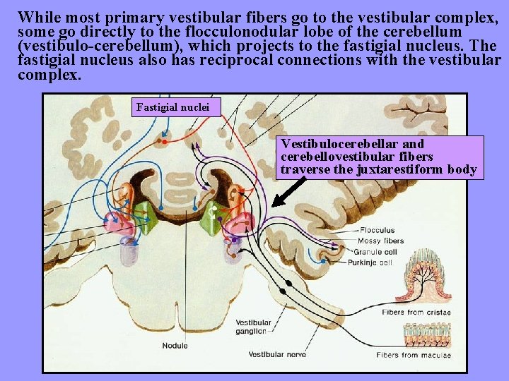 While most primary vestibular fibers go to the vestibular complex, some go directly to