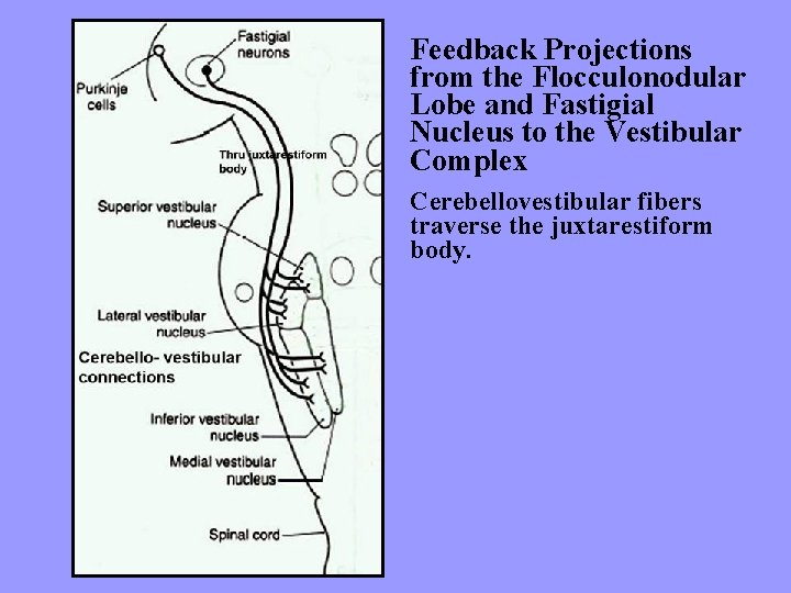 Feedback Projections from the Flocculonodular Lobe and Fastigial Nucleus to the Vestibular Complex Cerebellovestibular