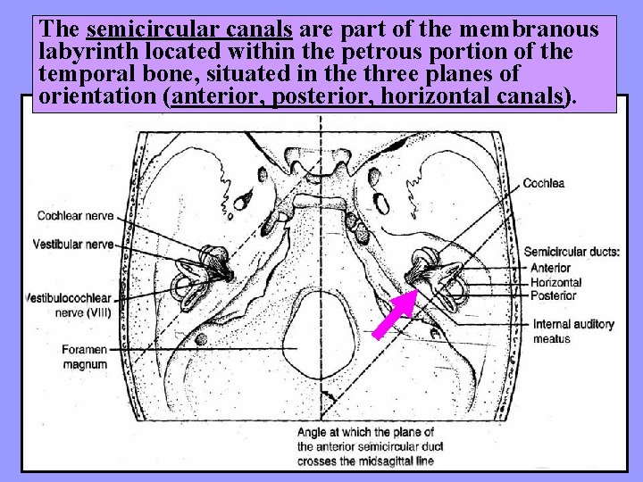 The semicircular canals are part of the membranous labyrinth located within the petrous portion
