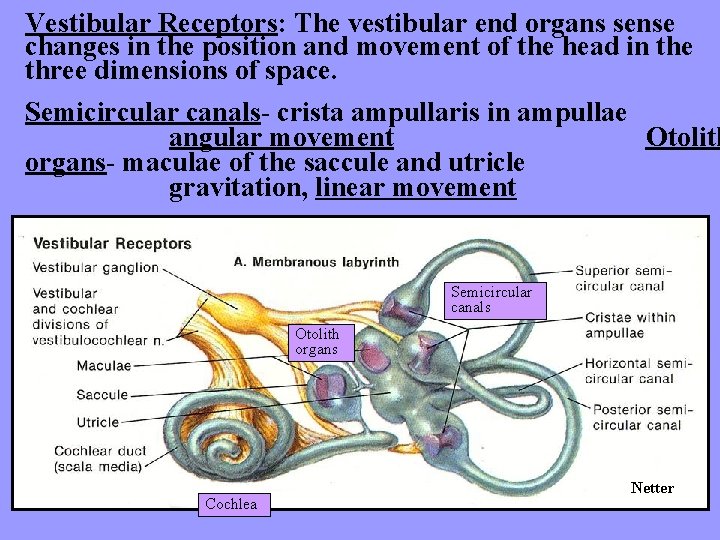 Vestibular Receptors: The vestibular end organs sense changes in the position and movement of