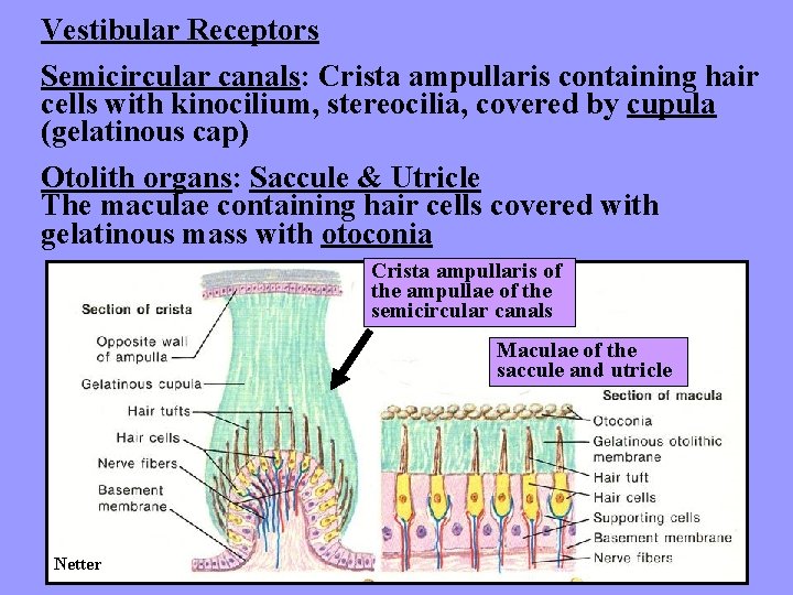 Vestibular Receptors Semicircular canals: Crista ampullaris containing hair cells with kinocilium, stereocilia, covered by