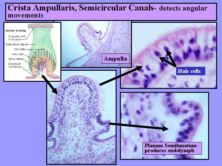 Crista Ampullaris, Semicircular Canals- detects angular movements Ampulla Hair cells Planum Semilunatumproduces endolymph 