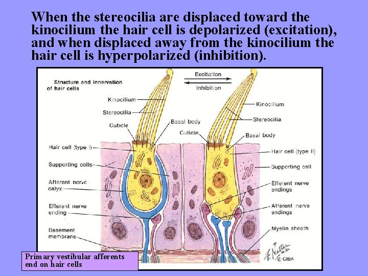 When the stereocilia are displaced toward the kinocilium the hair cell is depolarized (excitation),