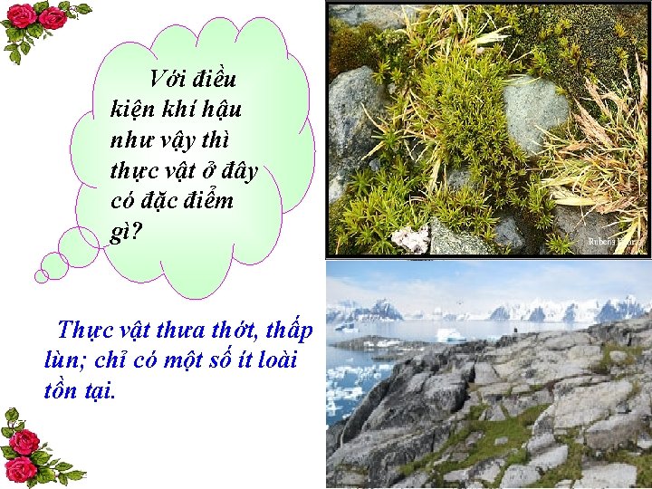 Với điều kiện khí hậu như vậy thì thực vật ở đây có đặc