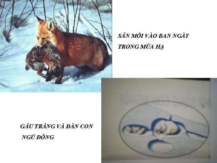 SĂN MỒI VÀO BAN NGÀY TRONG MÙA HẠ GẤU TRẮNG VÀ ĐÀN CON NGỦ