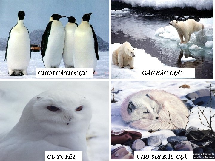 CHIM CÁNH CỤT GẤU BẮC CỰC CÚ TUYẾT CHÓ SÓI BẮC CỰC 