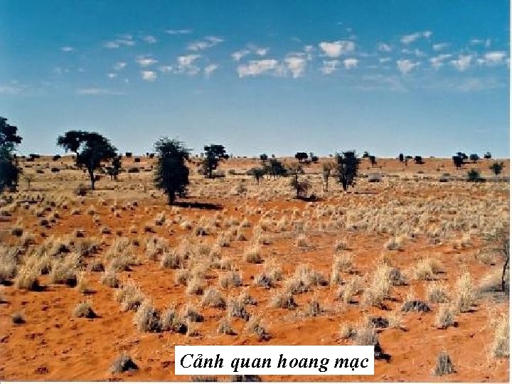 Cảnh quan hoang mạc 