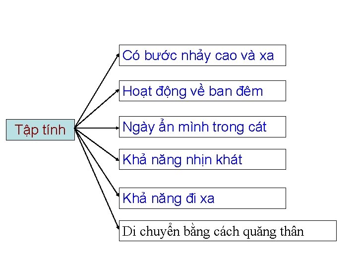 Có bước nhảy cao và xa Hoạt động về ban đêm Tập tính Ngày
