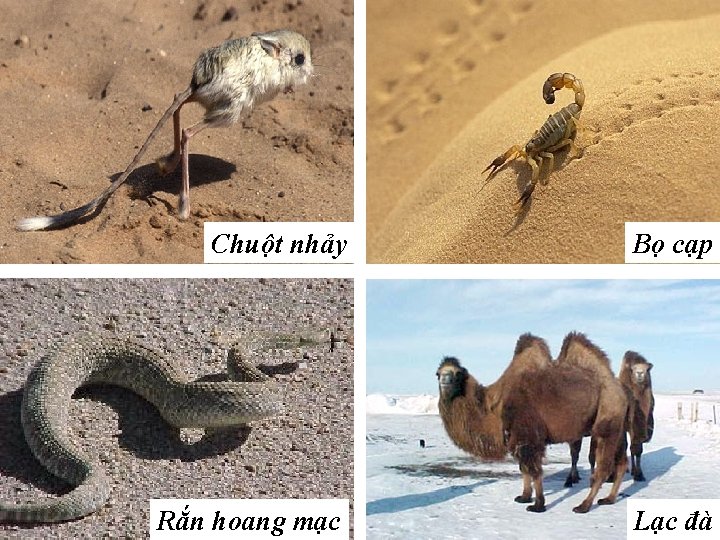 Chuột nhảy Bọ cạp Rắn hoang mạc Lạc đà 