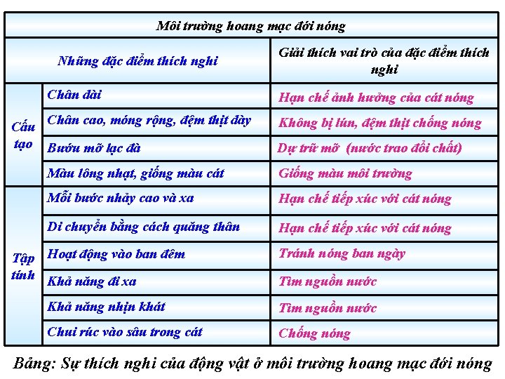 Môi trường hoang mạc đới nóng Những đặc điểm thích nghi Chân dài Cấu