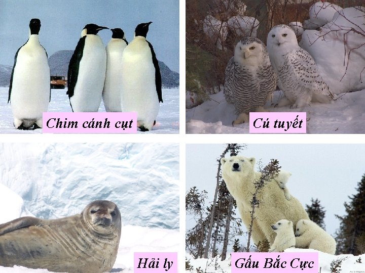 Chim cánh cụt Cú tuyết Hải ly Gấu Bắc Cực 