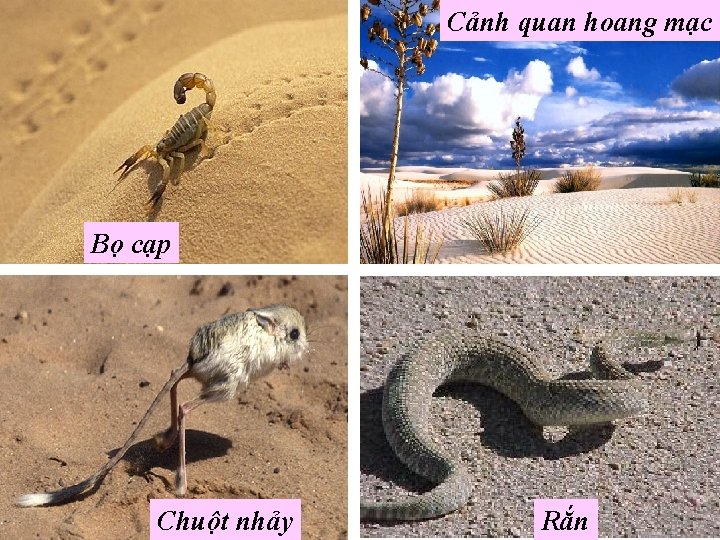 Cảnh quan hoang mạc Bọ cạp Chuột nhảy Rắn 