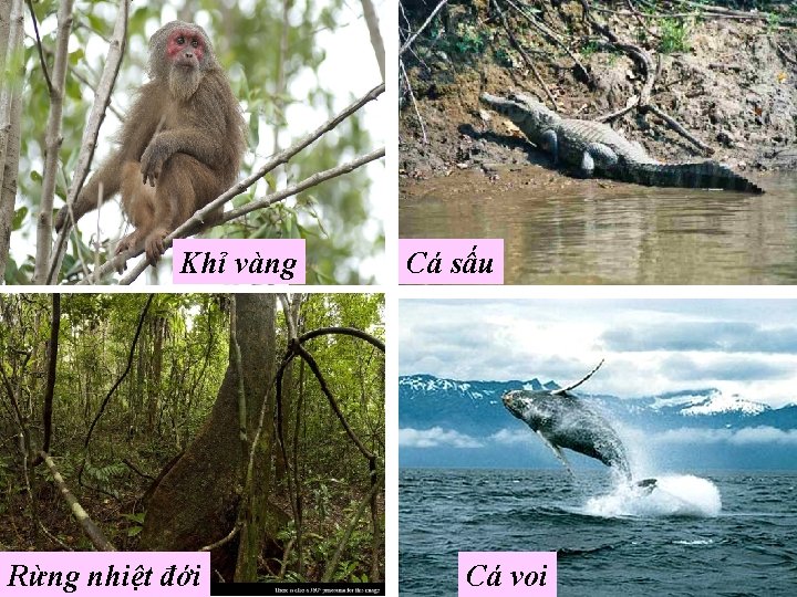 Khỉ vàng Rừng nhiệt đới Cá sấu Cá voi 