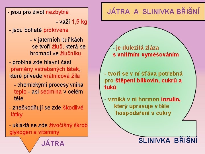 - jsou pro život nezbytná JÁTRA A SLINIVKA BŘIŠNÍ - váží 1, 5 kg