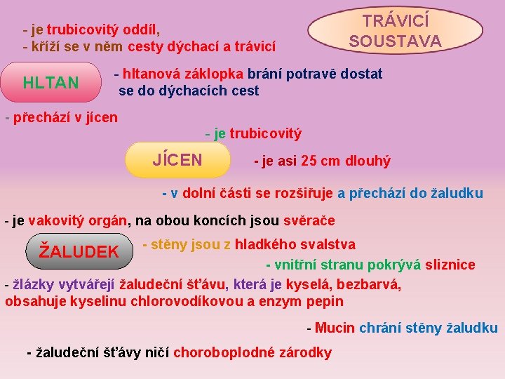 TRÁVICÍ SOUSTAVA - je trubicovitý oddíl, - kříží se v něm cesty dýchací a