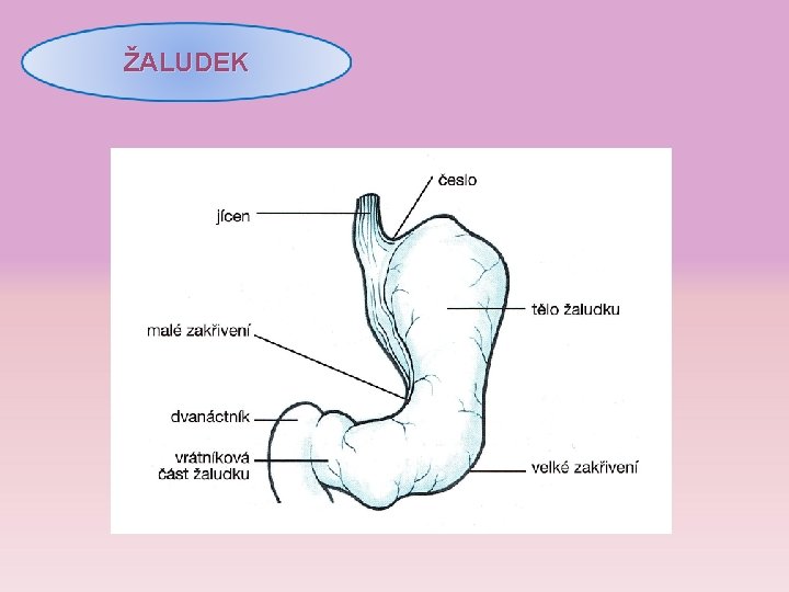 ŽALUDEK 