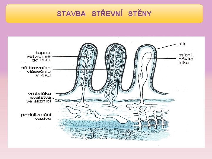 STAVBA STŘEVNÍ STĚNY 