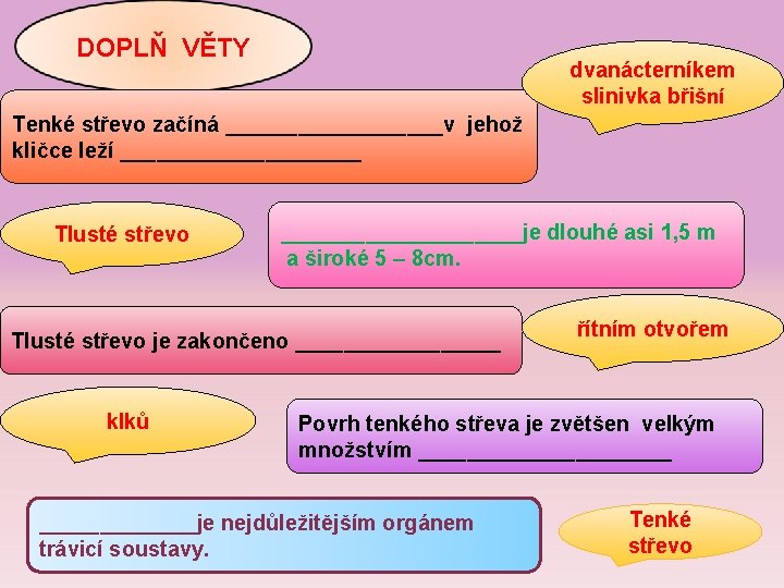 DOPLŇ VĚTY dvanácterníkem slinivka břišní Tenké střevo začíná _________v jehož kličce leží __________ Tlusté