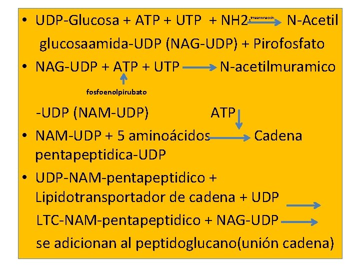  • UDP-Glucosa + ATP + UTP + NH 2 N-Acetil glucosaamida-UDP (NAG-UDP) +