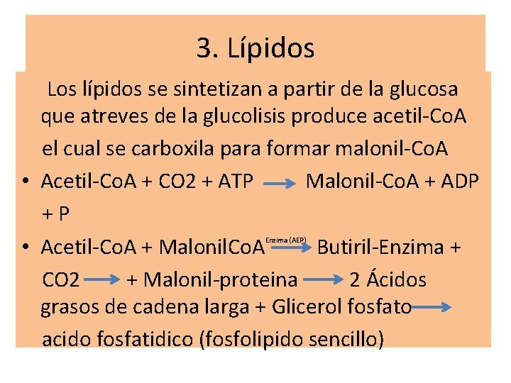 3. Lípidos Los lípidos se sintetizan a partir de la glucosa que atreves de