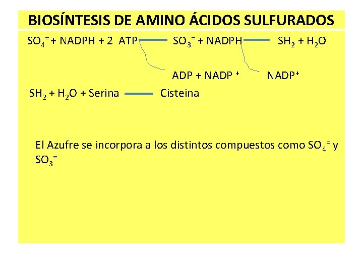 BIOSÍNTESIS DE AMINO ÁCIDOS SULFURADOS SO 4= + NADPH + 2 ATP SH 2