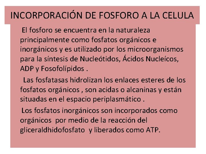 INCORPORACIÓN DE FOSFORO A LA CELULA El fosforo se encuentra en la naturaleza principalmente