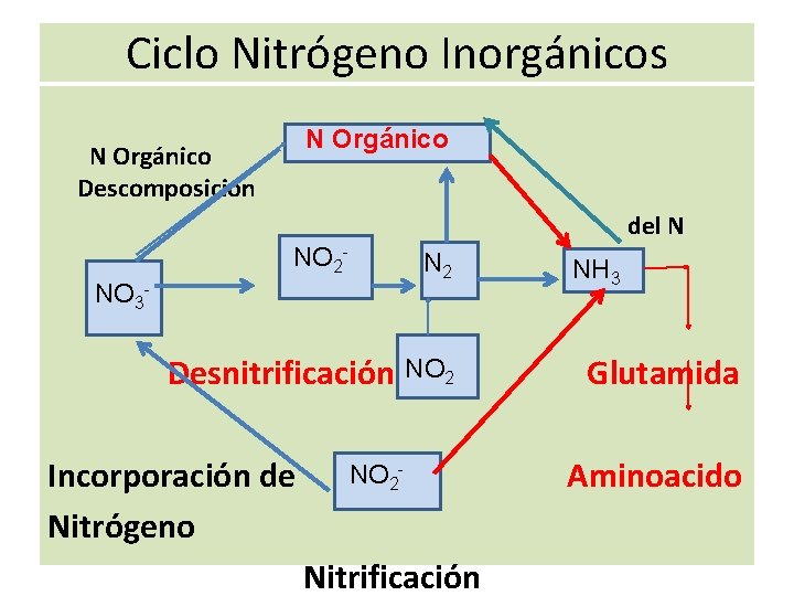 Ciclo Nitrógeno Inorgánicos N Orgánico Descomposición del N NO 2 - N 2 NO