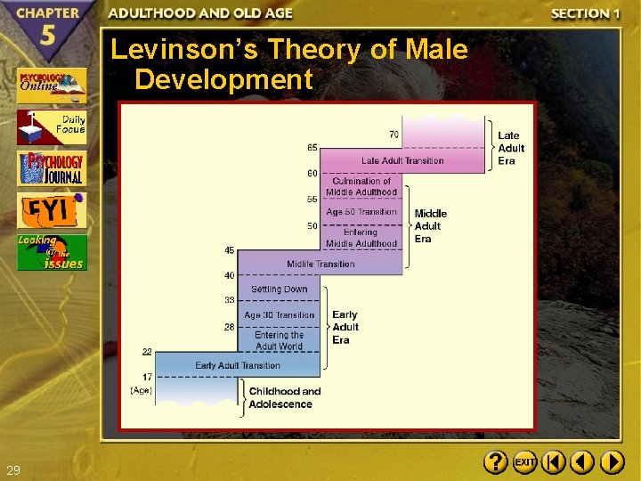 Levinson’s Theory of Male Development 29 