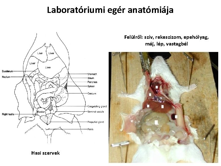 Laboratóriumi egér anatómiája Felülről: szív, rekeszizom, epehólyag, máj, lép, vastagbél Hasi szervek 