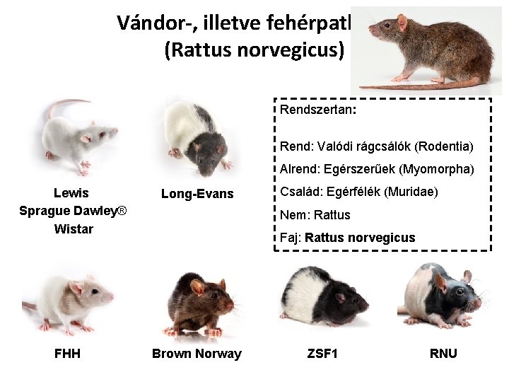 Vándor-, illetve fehérpatkány (Rattus norvegicus) Rendszertan: Rend: Valódi rágcsálók (Rodentia) Alrend: Egérszerűek (Myomorpha) Lewis