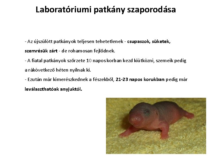 Laboratóriumi patkány szaporodása - Az újszülött patkányok teljesen tehetetlenek - csupaszok, süketek, szemrésük zárt