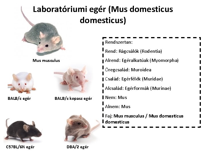 Laboratóriumi egér (Mus domesticus) Rendszertan: Rend: Rágcsálók (Rodentia) Alrend: Egéralkatúak (Myomorpha) Mus musculus Öregcsalád: