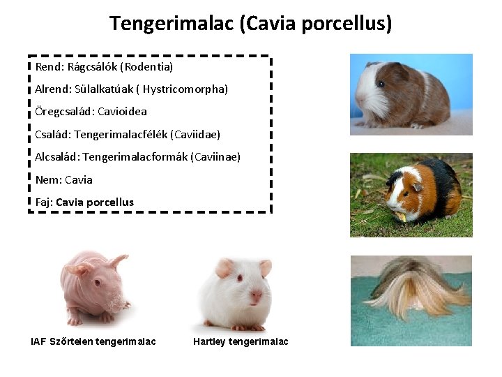 Tengerimalac (Cavia porcellus) Rend: Rágcsálók (Rodentia) Alrend: Sülalkatúak ( Hystricomorpha) Öregcsalád: Cavioidea Család: Tengerimalacfélék