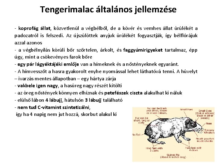 Tengerimalac általános jellemzése - koprofág állat, közvetlenül a végbélből, de a kövér és vemhes