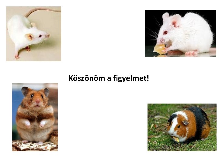 Köszönöm a figyelmet! 