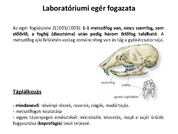 Laboratóriumi egér fogazata Az egér fogképlete 2(1003/1003): 1 -1 metszőfog van, nincs szemfog, sem