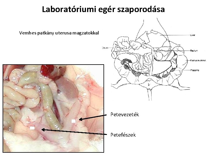 Laboratóriumi egér szaporodása Vemhes patkány uterusa magzatokkal Petevezeték Petefészek 