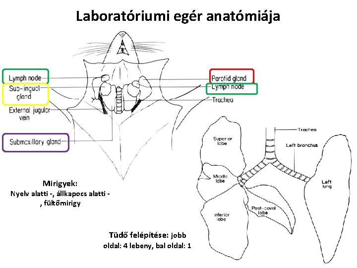 Laboratóriumi egér anatómiája Mirigyek: Nyelv alatti -, állkapocs alatti , fültőmirigy Tüdő felépítése: jobb