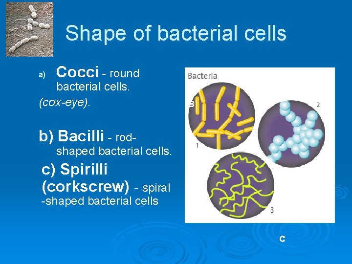 Shape of bacterial cells a) Cocci - round bacterial cells. (cox-eye). A B b)