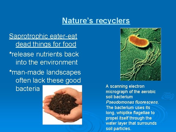 Nature’s recyclers Saprotrophic eater-eat dead things for food *release nutrients back into the environment