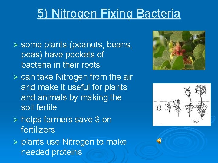 5) Nitrogen Fixing Bacteria some plants (peanuts, beans, peas) have pockets of bacteria in