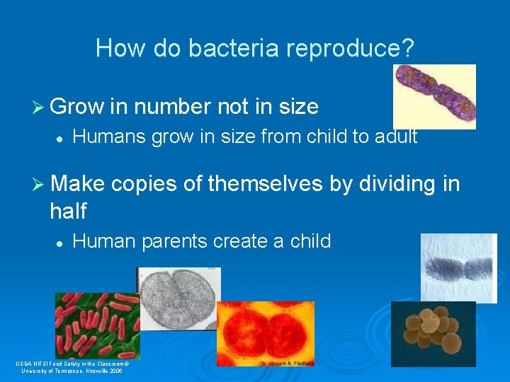 How do bacteria reproduce? Ø Grow in number not in size l Humans grow