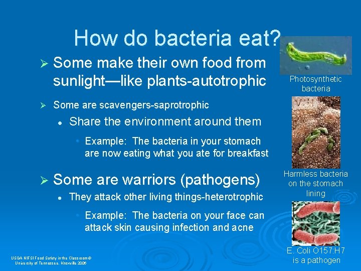 How do bacteria eat? Ø Some make their own food from sunlight—like plants-autotrophic Ø