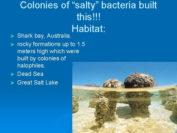 Ø Ø Colonies of “salty” bacteria built this!!! Habitat: Shark bay, Australia. rocky formations