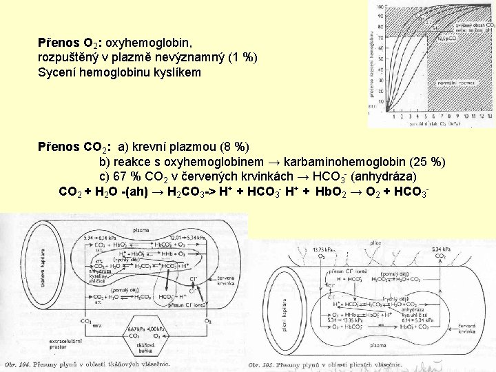 Přenos O 2: oxyhemoglobin, rozpuštěný v plazmě nevýznamný (1 %) Sycení hemoglobinu kyslíkem Přenos