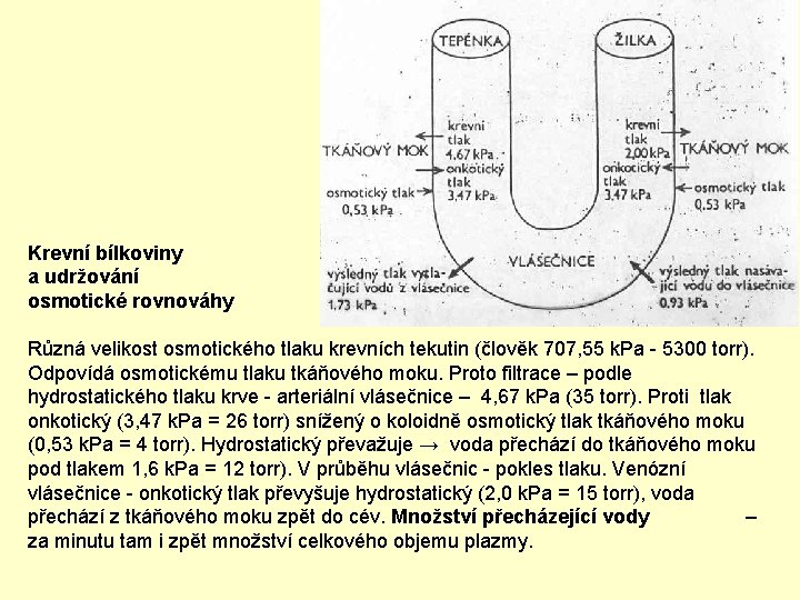 Krevní bílkoviny a udržování osmotické rovnováhy Různá velikost osmotického tlaku krevních tekutin (člověk 707,