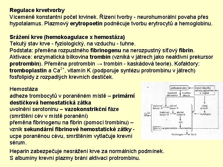 Regulace krvetvorby Víceméně konstantní počet krvinek. Řízení tvorby - neurohumorální povaha přes hypotalamus. Plazmový