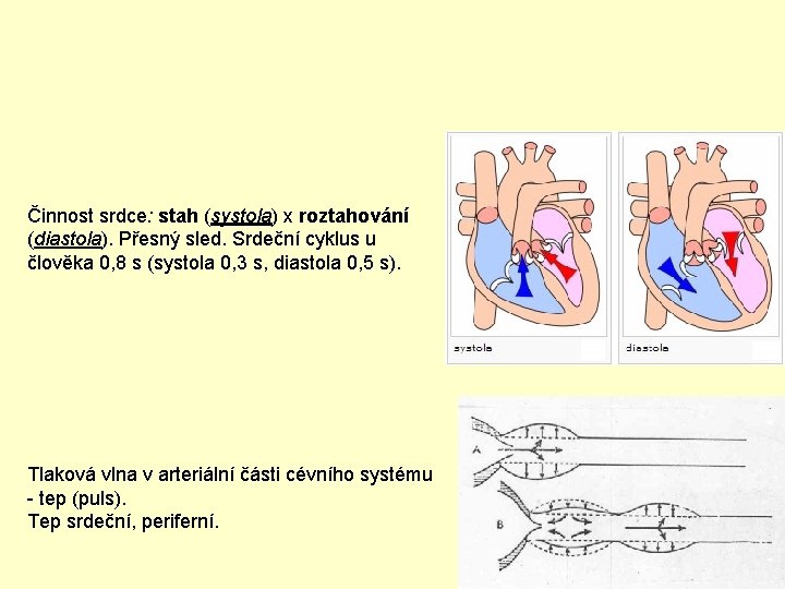 Činnost srdce: stah (systola) x roztahování (diastola). Přesný sled. Srdeční cyklus u člověka 0,