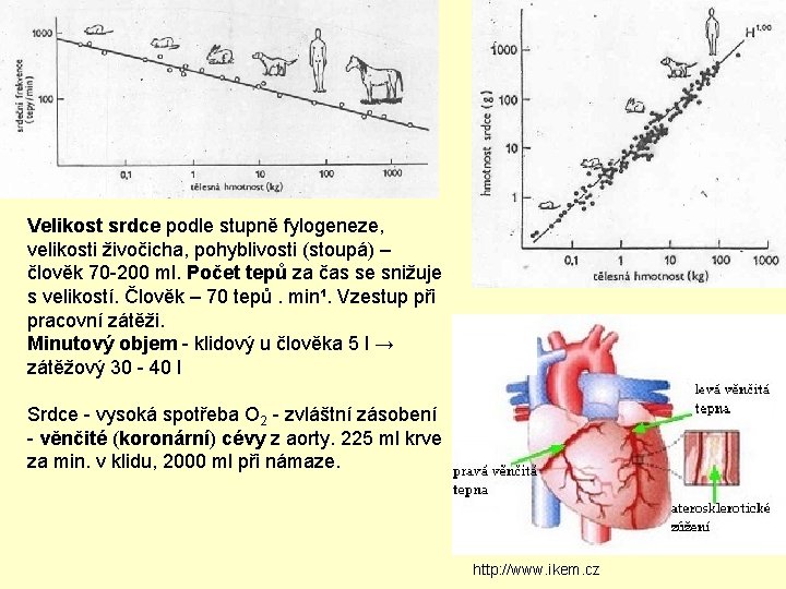 Velikost srdce podle stupně fylogeneze, velikosti živočicha, pohyblivosti (stoupá) – člověk 70 -200 ml.