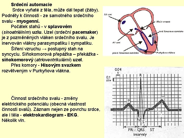 Srdeční automacie Srdce vyňaté z těla, může dál tepat (žáby). Podněty k činnosti -